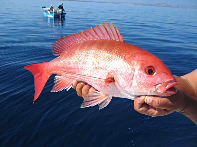 Gulf States Unveil Solution to Red Snapper Management