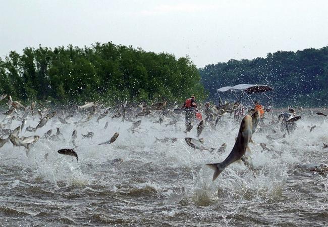 2016 Asian Carp Action Plan Released