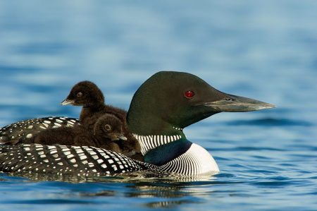 Mother loon with baby
