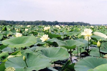 Egyptian Lotus Flowers on Grass Lake