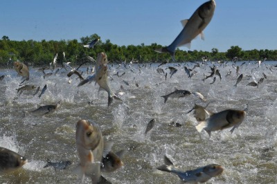 Maritime Group Urges Congress To Fund Carp Efforts